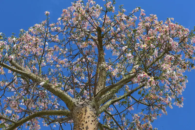 Arbre de soie bleu